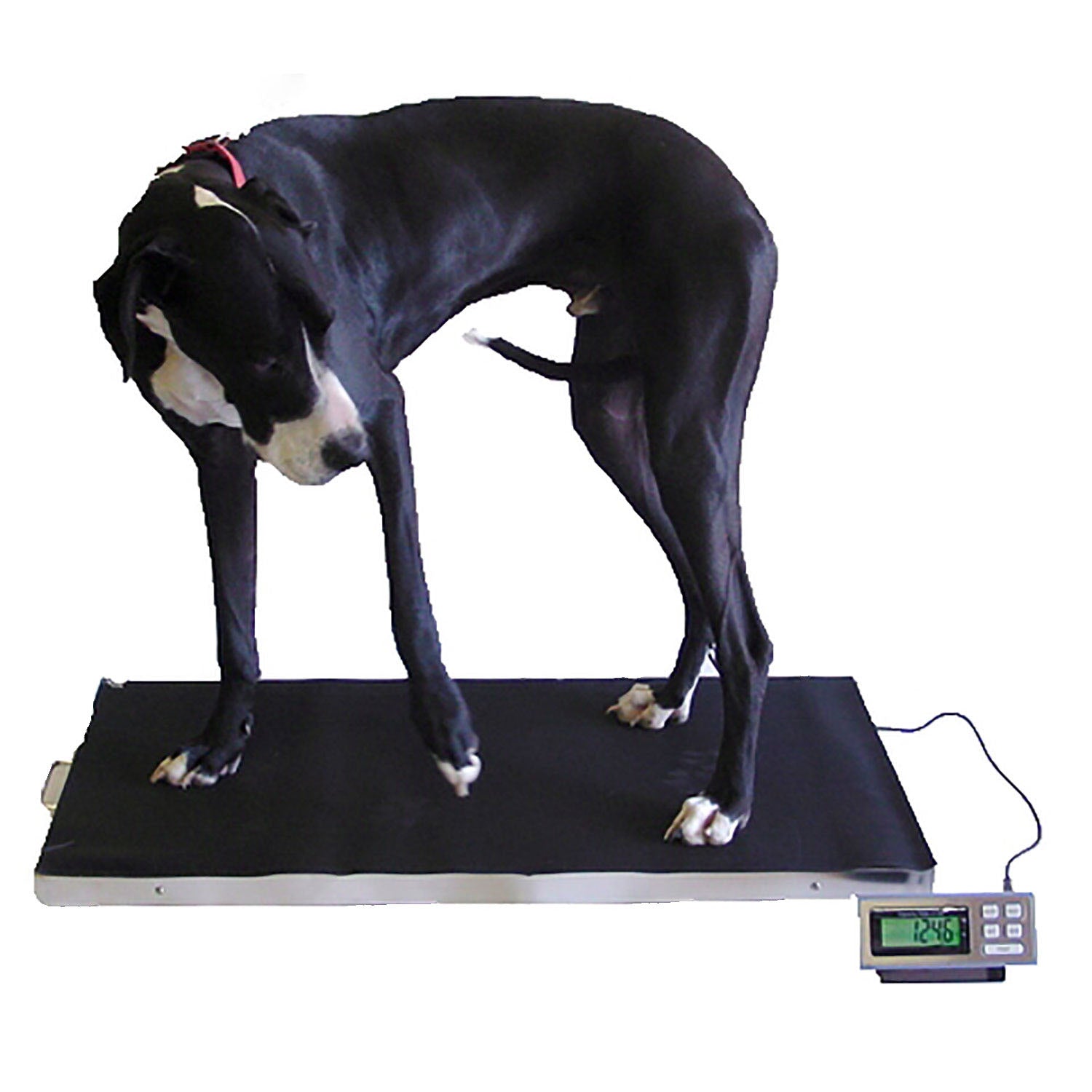 LW Measurements Tree LVS 700 XL Veterinary Scale
